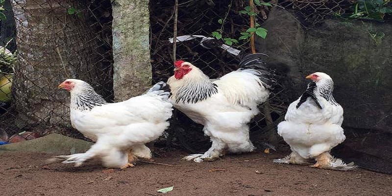 Thường xuyên vệ sinh chuồng đem lại môi trường sống tốt cho gà